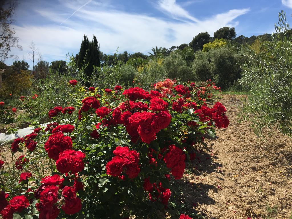 Le Clos De La Chevre Sud La Cadiere-d'Azur Exteriér fotografie